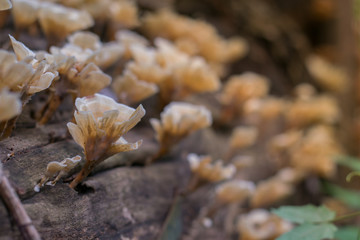 Wild mushroom on a tree.
