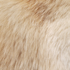 Macro Dog Hair texture