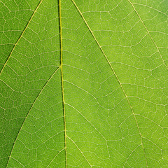 leaf texture ( Bastard Teak, Bengal Kino, Kino Tree, Flame of the Forest )
