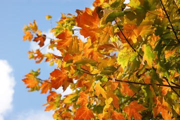A close-up image of colourful Autumn leaves.