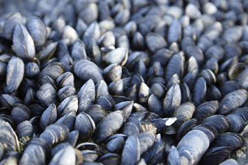 A whole page of muscle sea food background texture