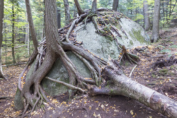 Trees Growing from a Boulder