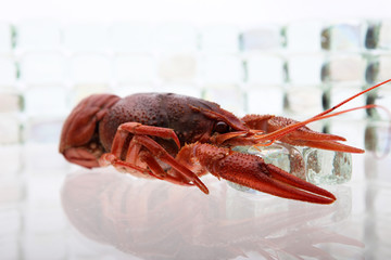 lobster on Ice