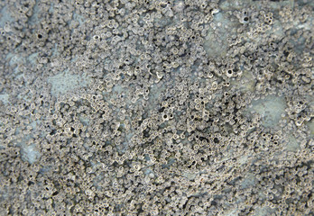 A whole page of rock covered in barnacles background texture