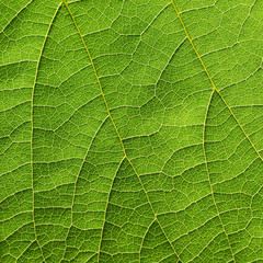 leaf texture