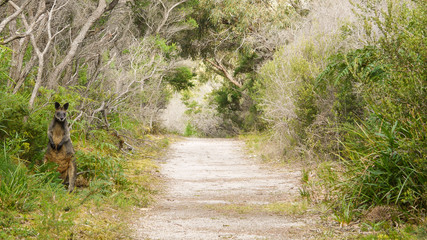 Sumpfwallaby auf Wanderweg im Wilsons Promontory Nationalpark, Australien