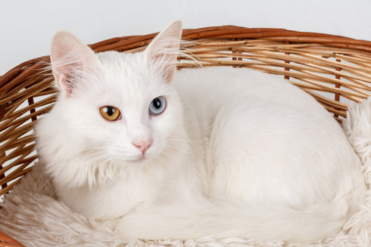 White odd eyed cat in a basket
