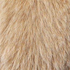 Macro Dog Hair texture