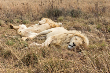 Male African white Lion (panthera leo) resting
