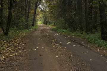 Поздняя осень в парке. Проселочная дорога.