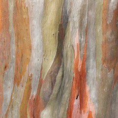 Colorful abstract pattern of old Eucalyptus tree bark