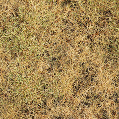 green grass and dry grass