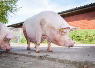 Schweinehaltung - tragende Sauen im Aussenbereich
