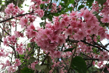 Sakura Cherry Blossom