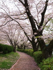 遊歩道に散る桜の花びら