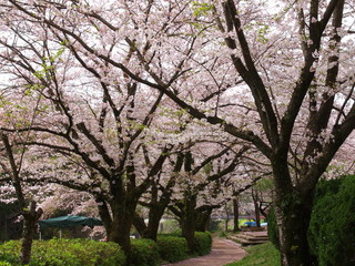 Fototapeta na wymiar 遊歩道に散る桜の花びら