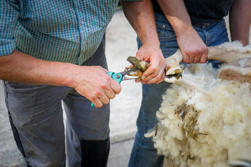 Klauenpflege bei einen Schaf wärend der Schafsschur
