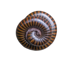 The millipede rolled into a circle isolated on white background .
