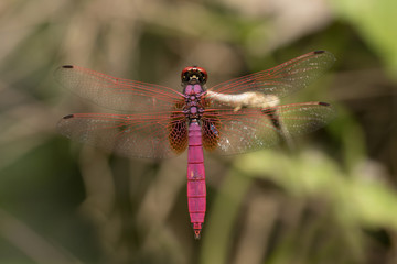 Dragonfly in Thailand.