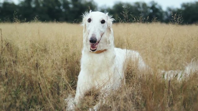 Russian hound on walk in a field in grass