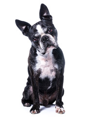 Darwin le boston terrier 