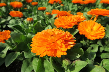 Orange flower Marry Gold
