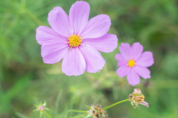 colored flowers, natural lighting