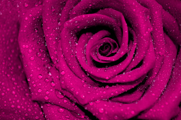 rose fuchsia with rain droplets - obrazy, fototapety, plakaty
