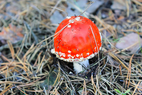 Red mushroom (Amanita Muscaria, Fly Ageric, Fly Amanita) in forest