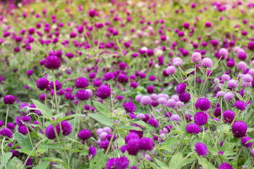 Amaranth purple background green,purple