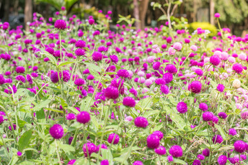 Obraz premium Amaranth purple background green,purple