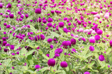 Amaranth purple background green,purple