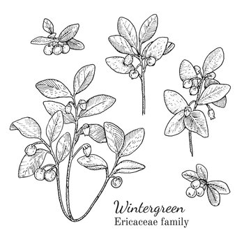 Ink wintergreen herbal illustration. Hand drawn botanical sketch style. Absolutely vector. Good for using in packaging - tea, condinent, oil etc - and other applications