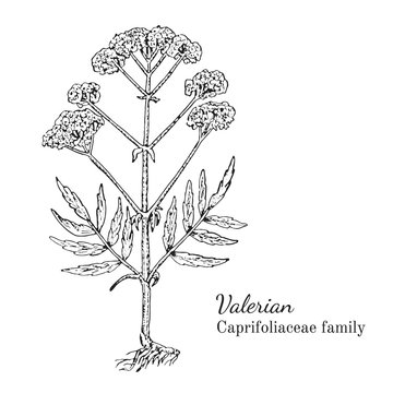 Ink valerian herbal illustration. Hand drawn botanical sketch style. Absolutely vector. Good for using in packaging - tea, condinent, oil etc - and other applications