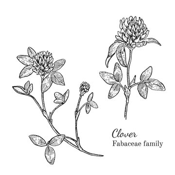 Ink clover herbal illustration. Hand drawn botanical sketch style. Absolutely vector. Good for using in packaging - tea, condinent, oil etc - and other applications