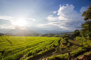 Golden rice fields in the countryside of Thailand