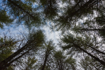 Fototapeta premium Look Towards the Sky