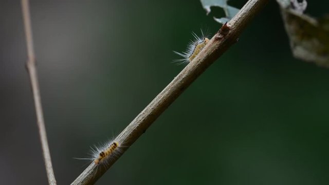Hariry caterpillar across tree branch