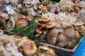 Fungi