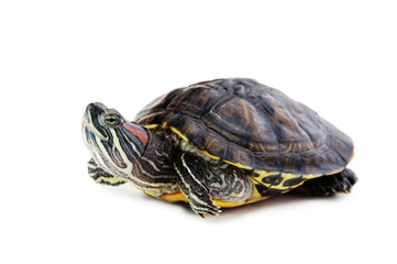 red ear turtle  isolated on white background