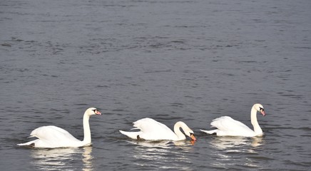 Fototapeta premium schwanen im wasser