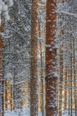 Стволы сосен в снегу