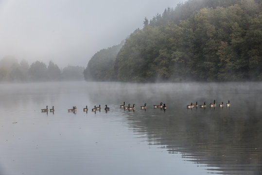 Enten in Morgenstimmung