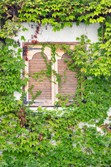 Fototapeta na wymiar Window behind ivy
