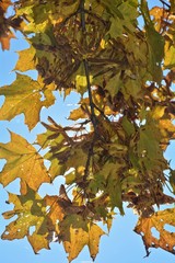 
Bunte Herbstblätter am Baum  mit blauem Himmel