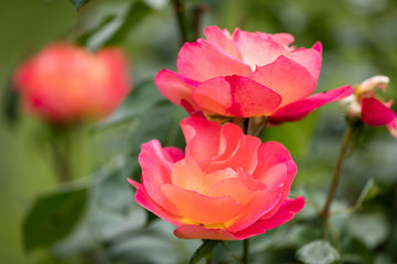 Wild roses in a garden