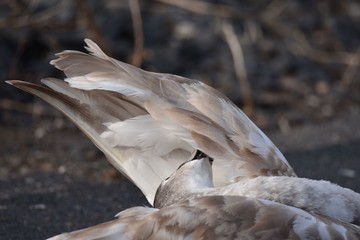 schwan sich am putzen
