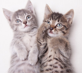 Two adorable kittens