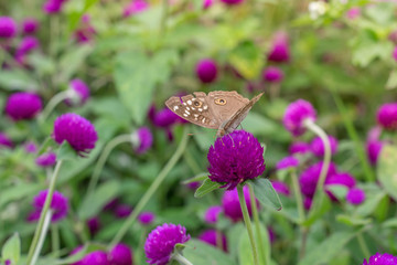 Amaranth purple background green,purple