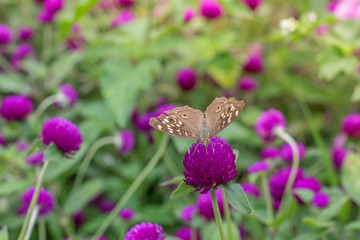 Amaranth purple background green,purple